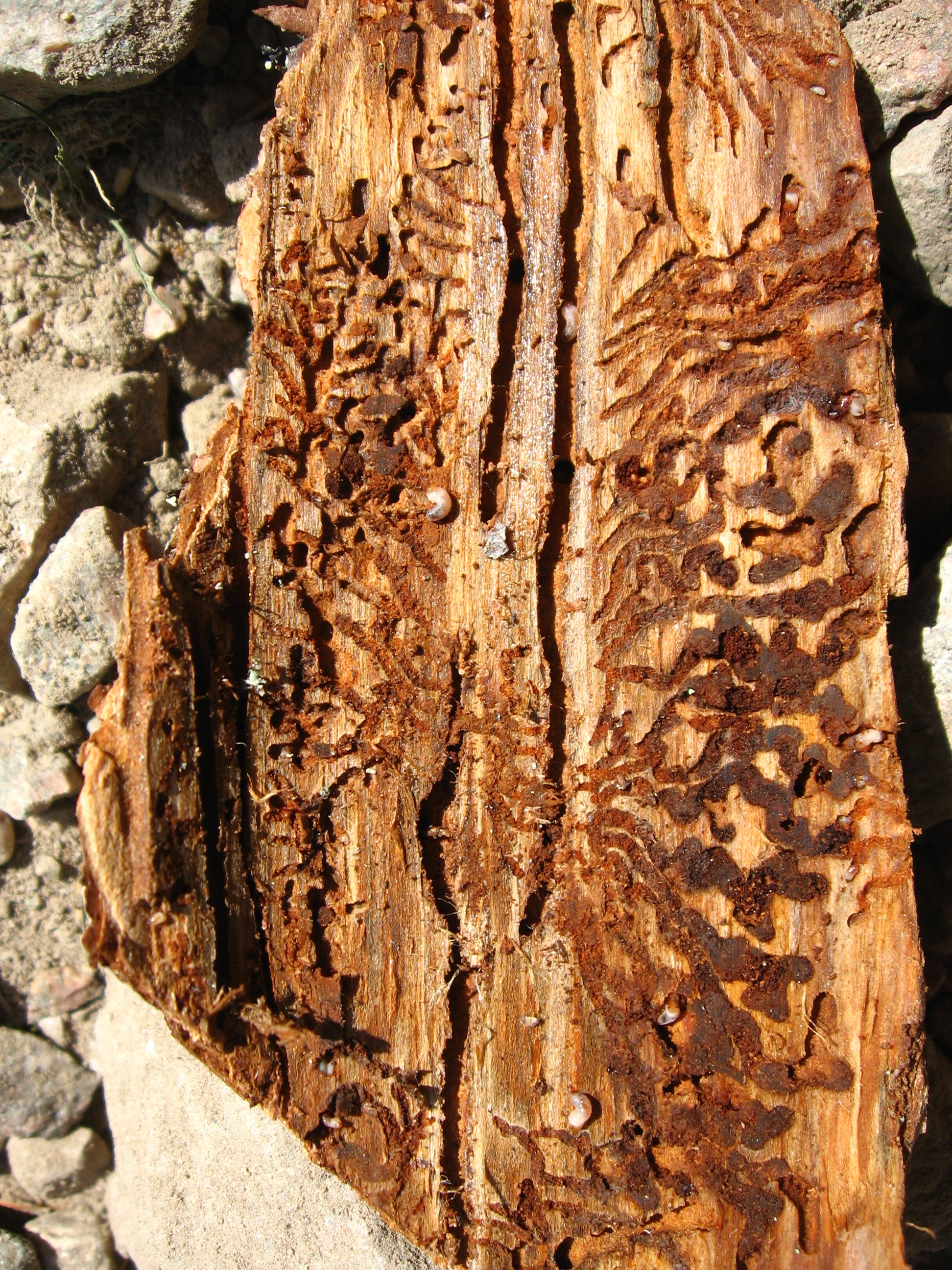 Immagine relativa al bostrico