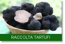 banner raccolta tartufi