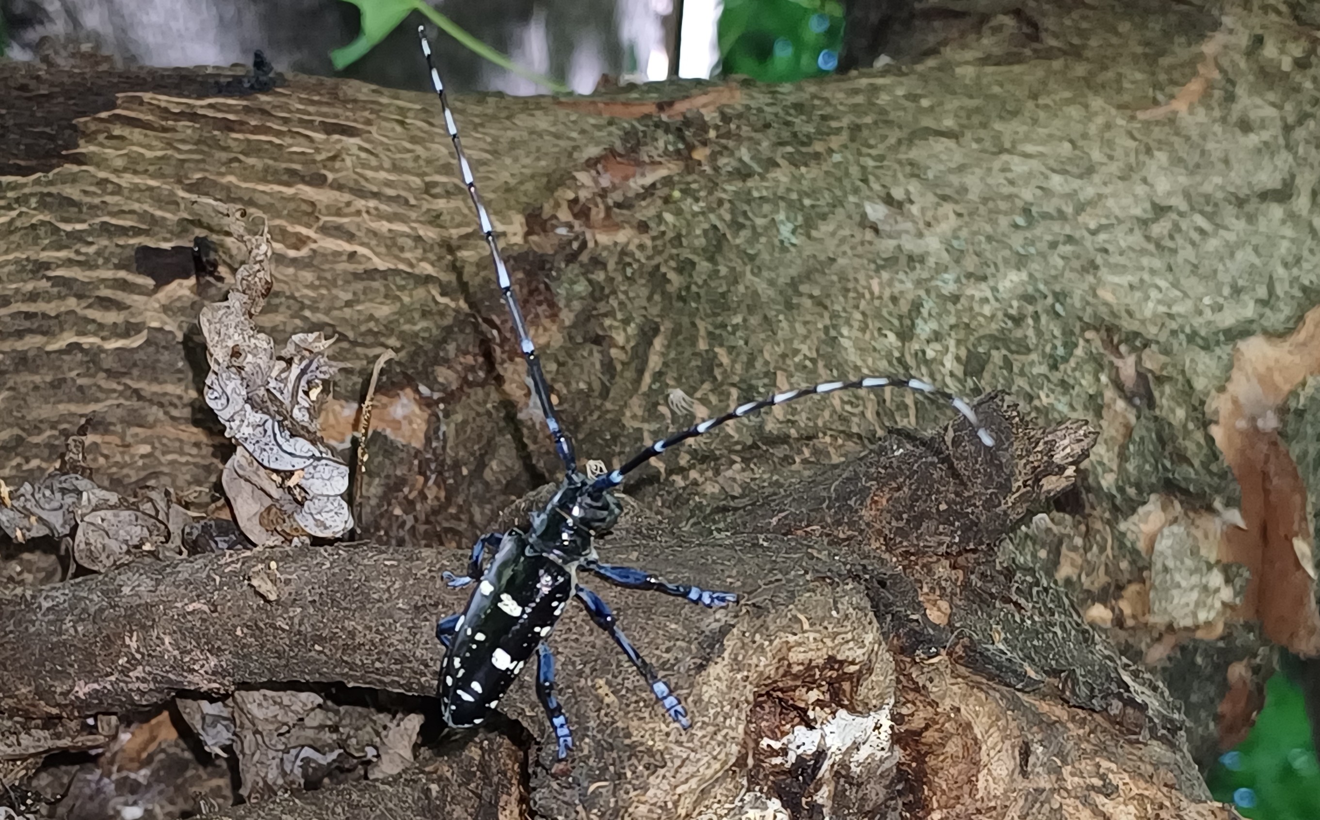 Anoplophora glabripennis SFR Veneto - adulto