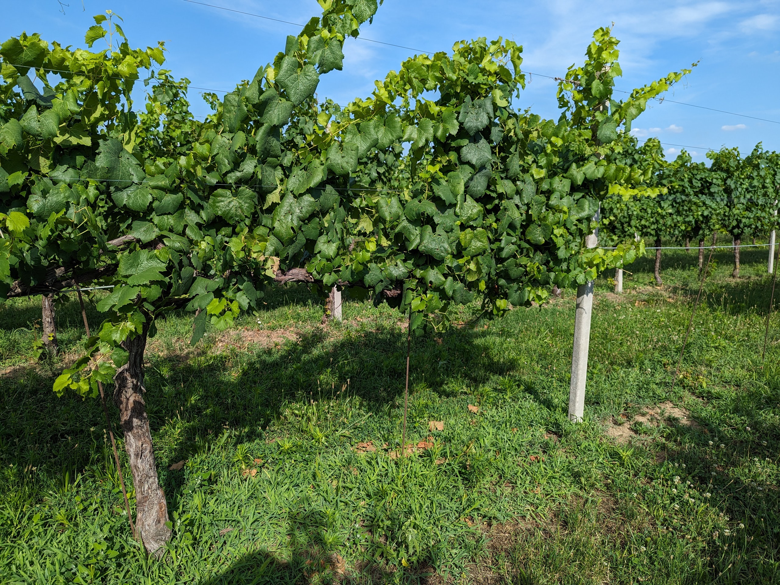 Flavescenza dorata SFR Veneto Flavescenza dorata SFR Veneto