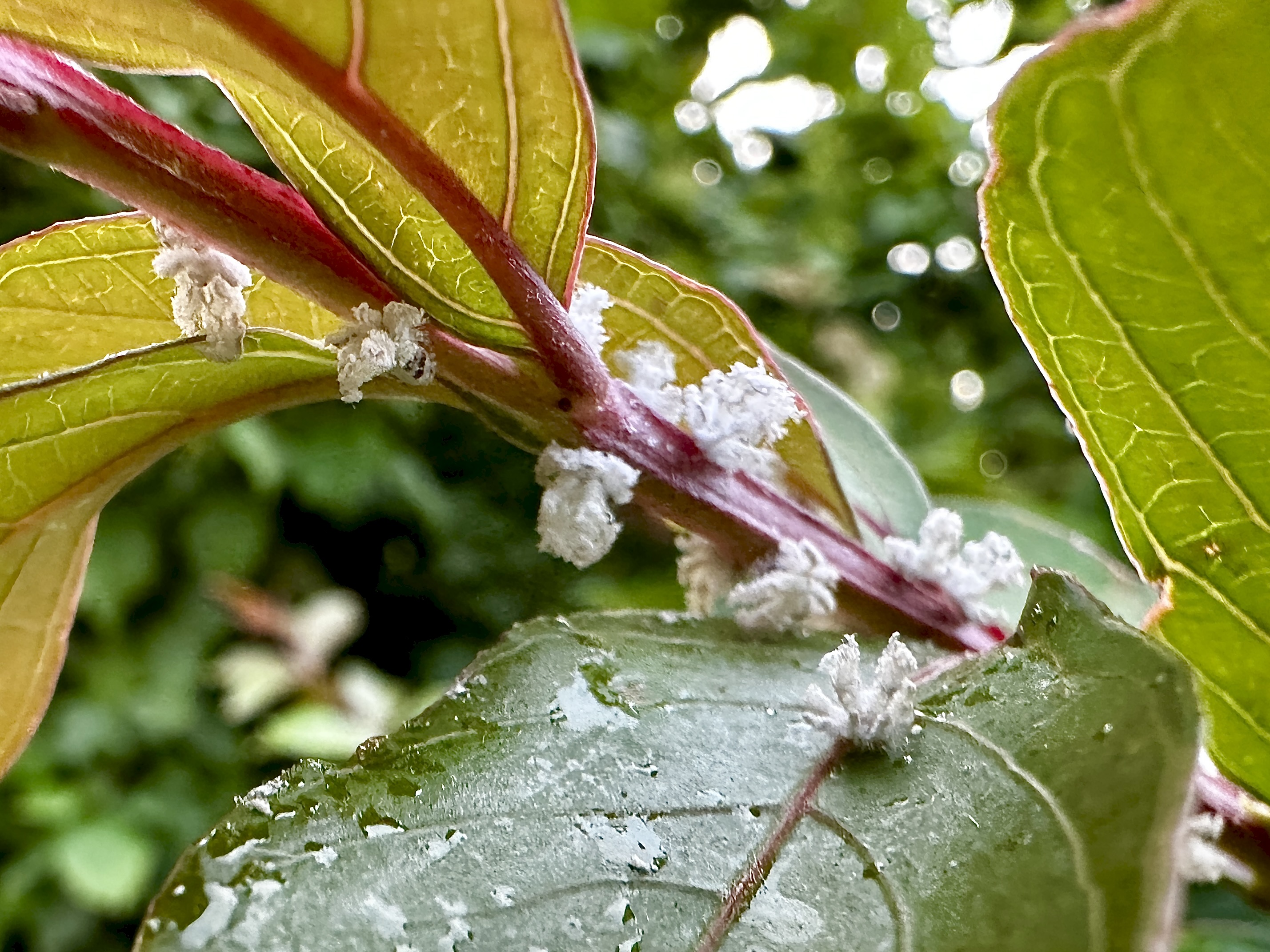 Ricania speculum SFR Veneto forme giovanili