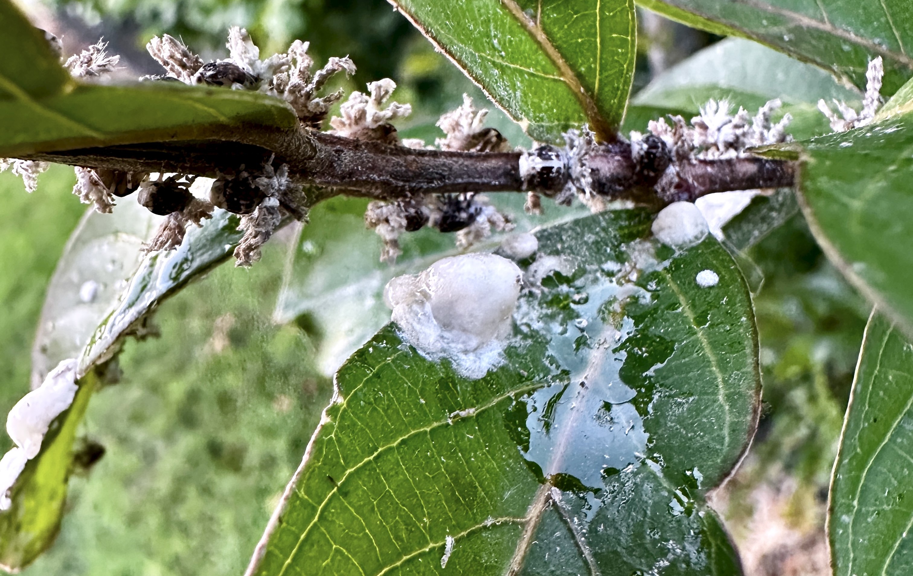 Ricania speculum SFR Veneto