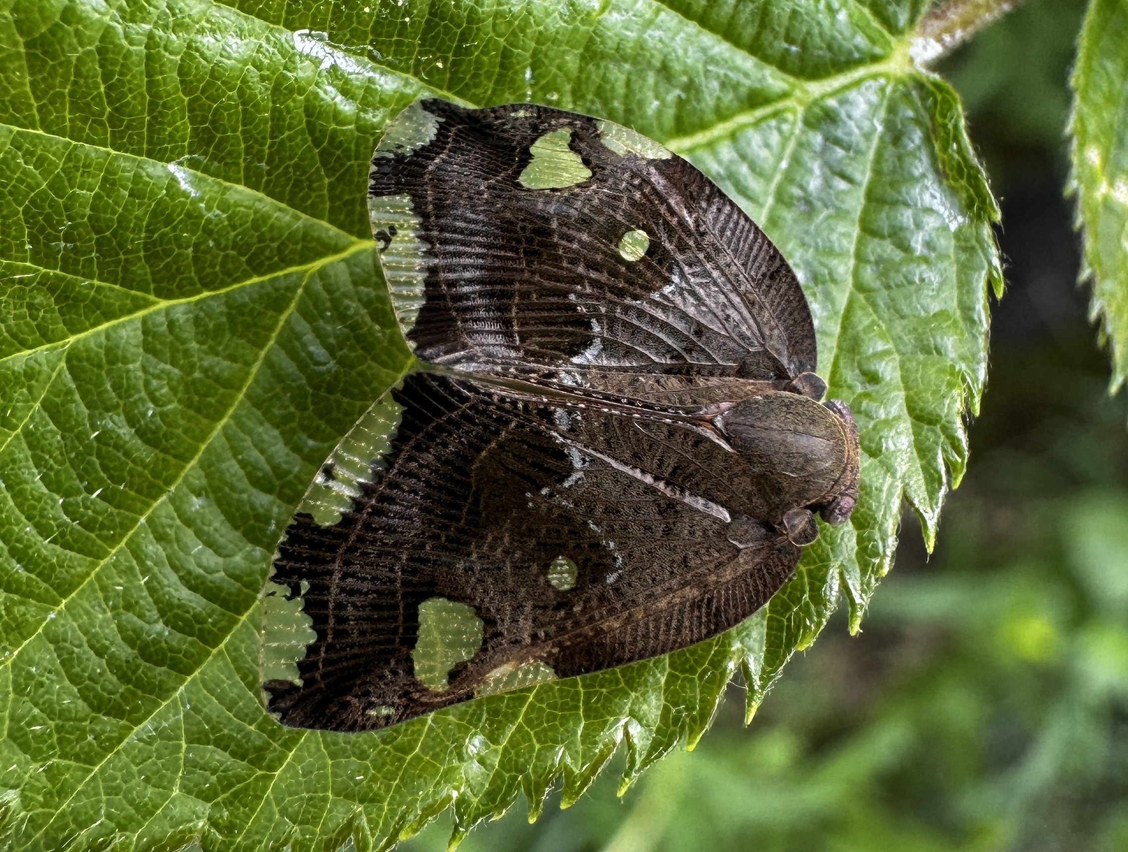 Ricania speculum SFR Veneto adulto