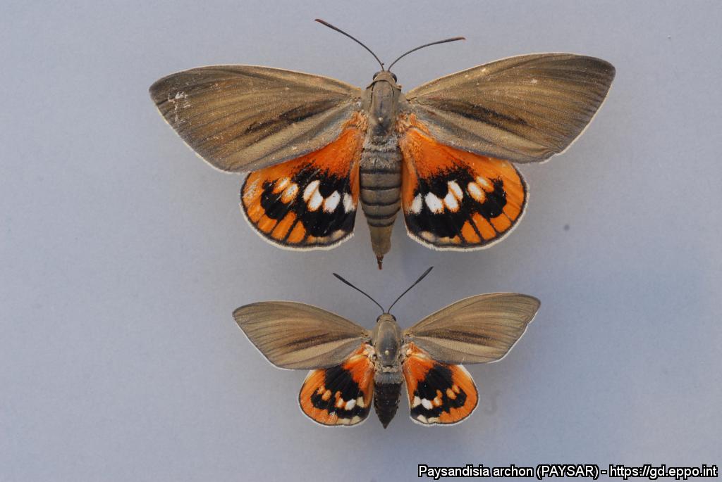 Paysandisia archon - EPPO - adulto Paysandisia archon - EPPO - adulto