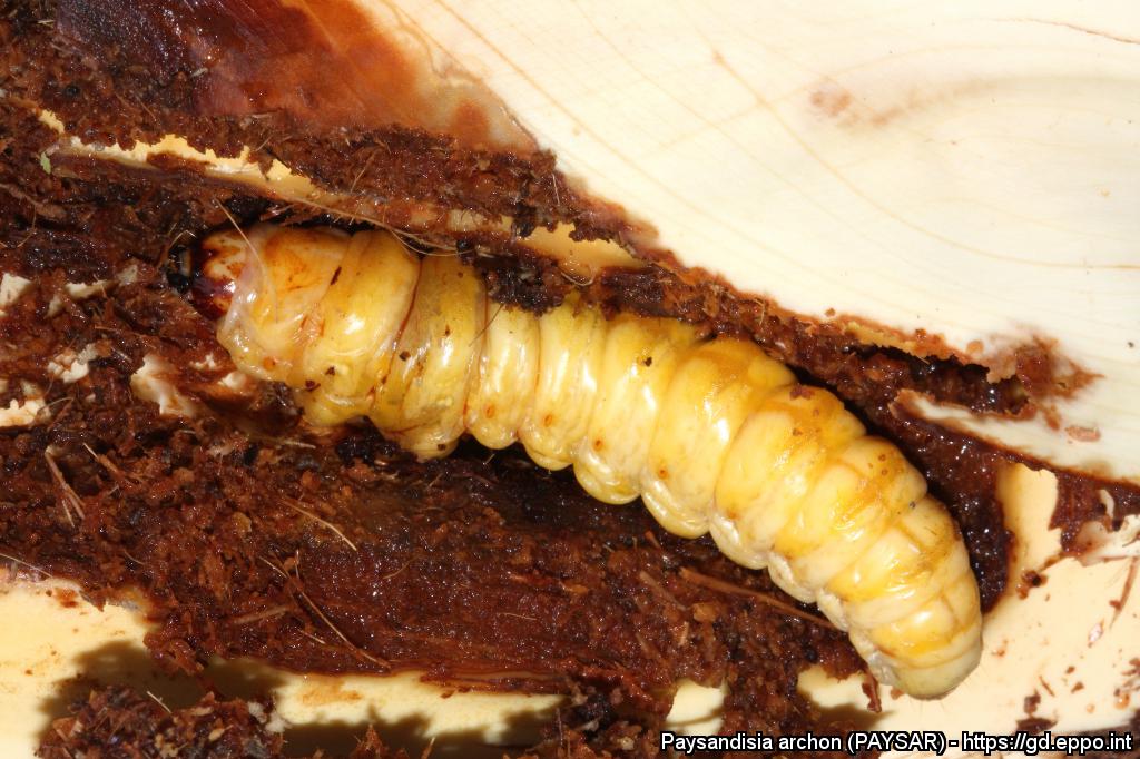 Paysandisia archon - EPPO - larva Paysandisia archon - EPPO - larva
