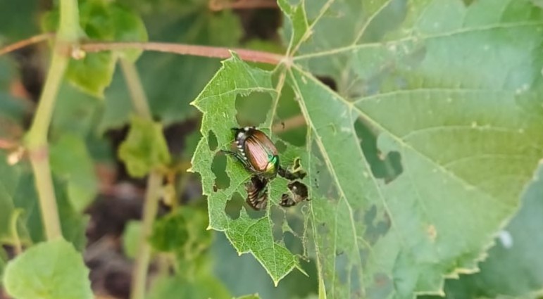 Popillia japonica SFR Veneto - adulto