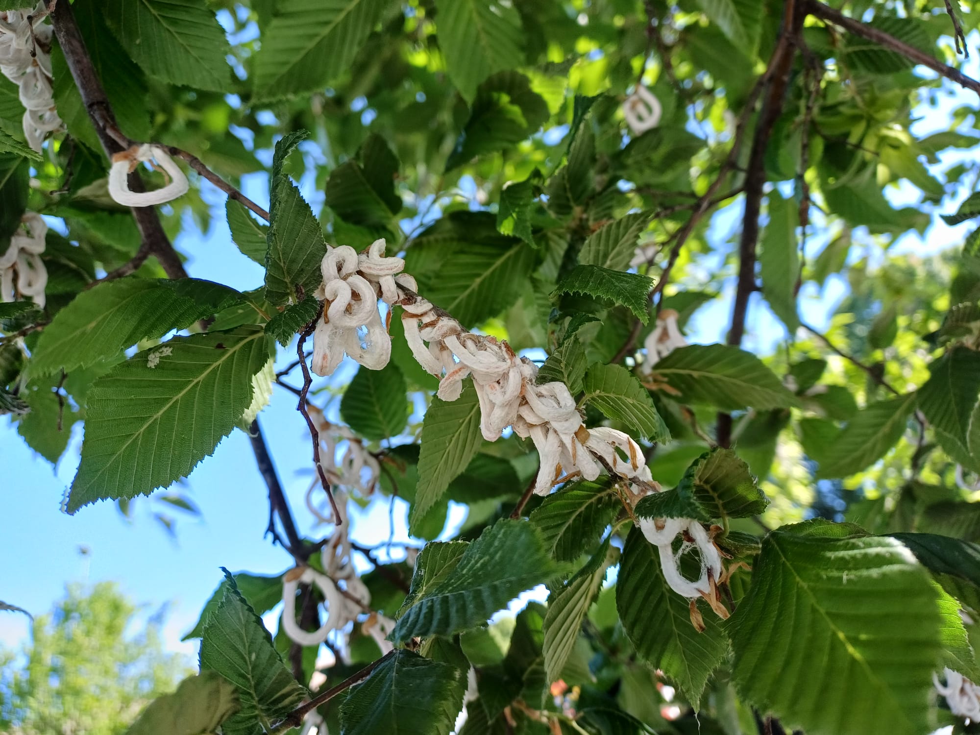 Takahashia japonica - SFR Veneto