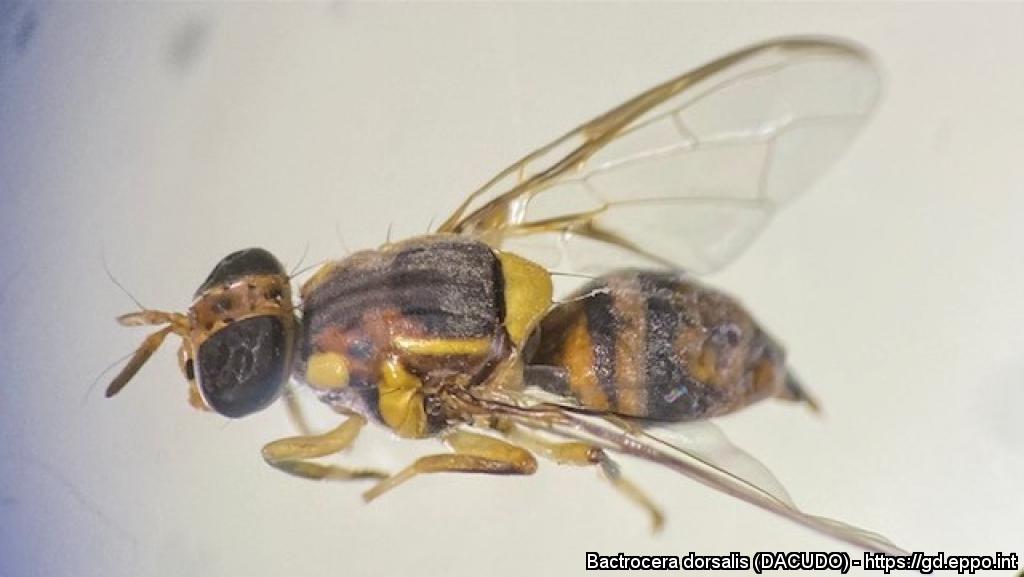 Bactrocera dorsalis - EPPO