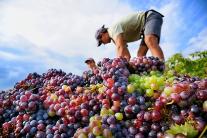 Vendemmia incrocio manzoni 2009- I Diari della Terra - Arcangelo Piai