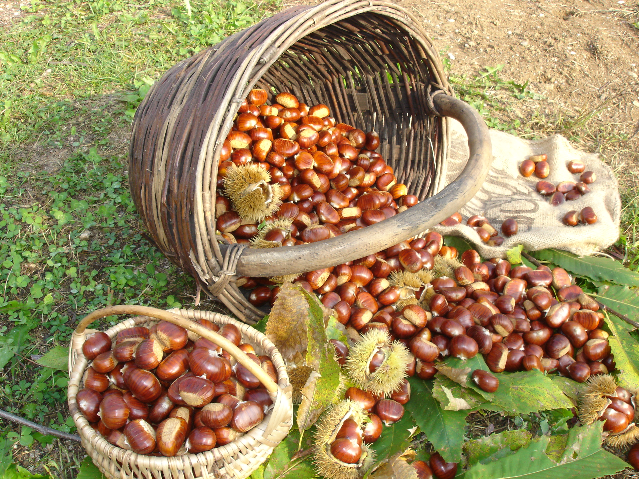 Marroni di Combai IGP