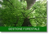 banner gestione forestale
