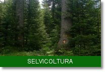 banner selvicoltura