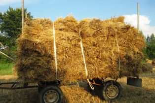 carro_grano- Niero Massimo